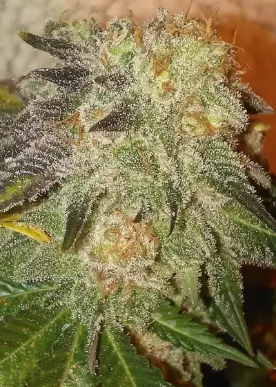 Sativa Des Rois by French Touch Seeds, Photoperiod cannabis strain