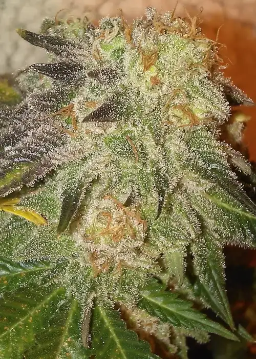 Sativa Des Rois by French Touch Seeds, Photoperiod cannabis strain