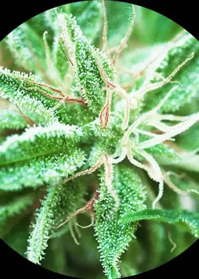 Sativa Samadhi by Top Tao Seeds, Photoperiod cannabis strain