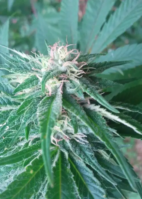 Satori by Mandala, Photoperiod cannabis strain