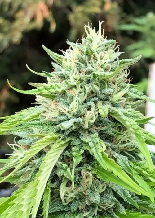 Saturn Citrus by Equilibrium Genetics, Photoperiod cannabis strain