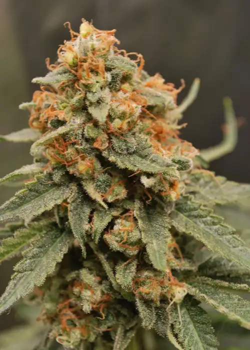 Savage Lemon F1 by Breed Bros, Photoperiod cannabis strain