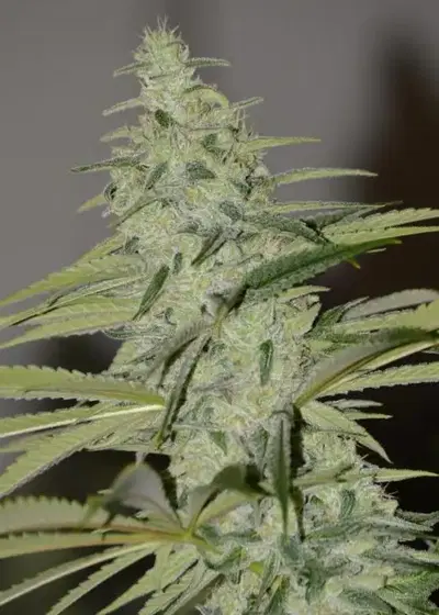 Scarlet-Begonias by Irie Genetics, Photoperiod cannabis strain