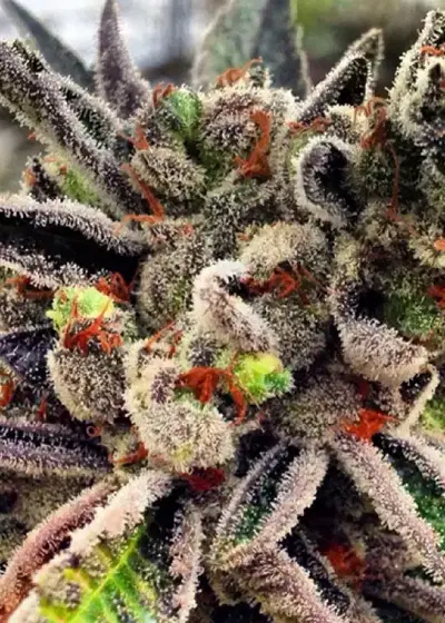 Scott's OG by Rare Dankness, Photoperiod cannabis strain