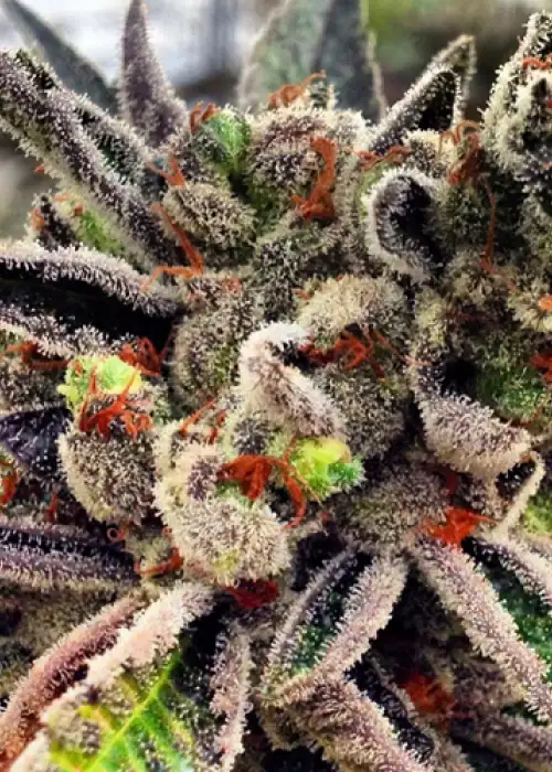 Scott's OG by Rare Dankness, Photoperiod cannabis strain