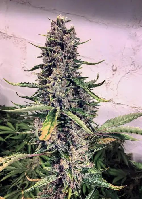 Screamberries by SoFem Genetics, Photoperiod cannabis strain