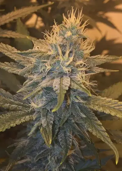 Secret Recipe by Connoisseur Genetics, Photoperiod cannabis strain