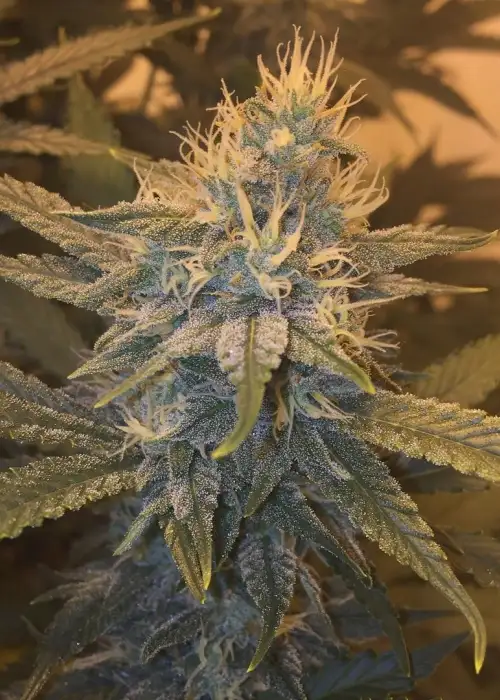 Secret Recipe by Connoisseur Genetics, Photoperiod cannabis strain