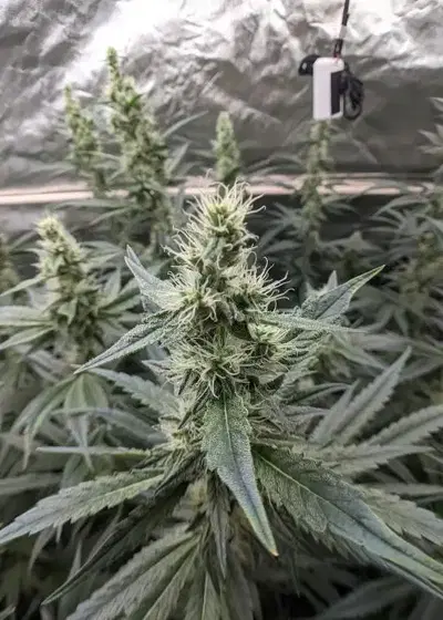 Secret Sunset by Surfr Seeds, Photoperiod cannabis strain