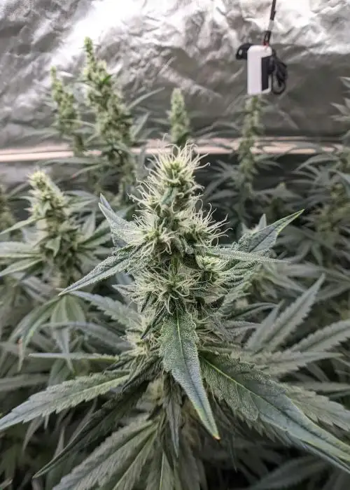 Secret Sunset by Surfr Seeds, Photoperiod cannabis strain