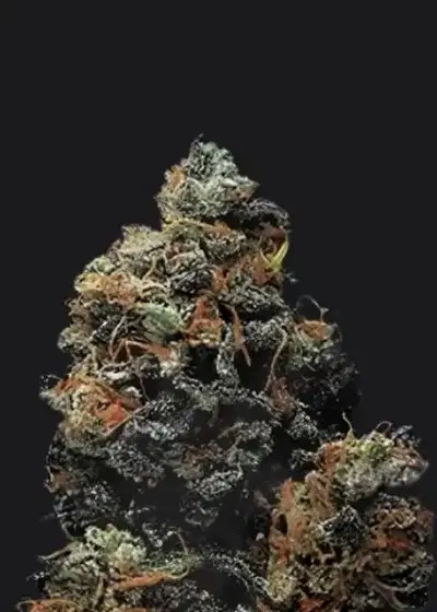 Senna by Maconha Seeds Bank, Autoflower cannabis strain