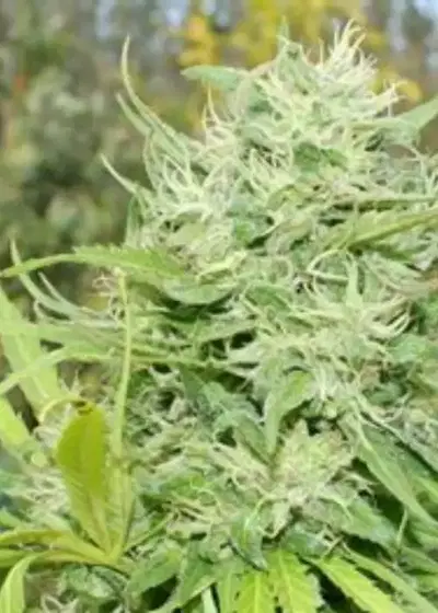 Senor Jack by Gage Green, Photoperiod cannabis strain