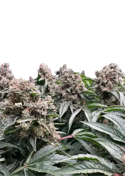 Senor Pina x Fruit Gum by UKHTA Genetics, Photoperiod cannabis strain