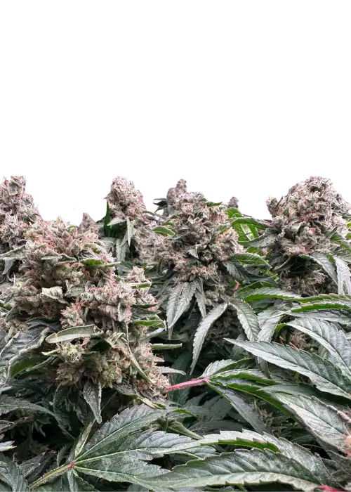 Senor Pina x Fruit Gum by UKHTA Genetics, Photoperiod cannabis strain