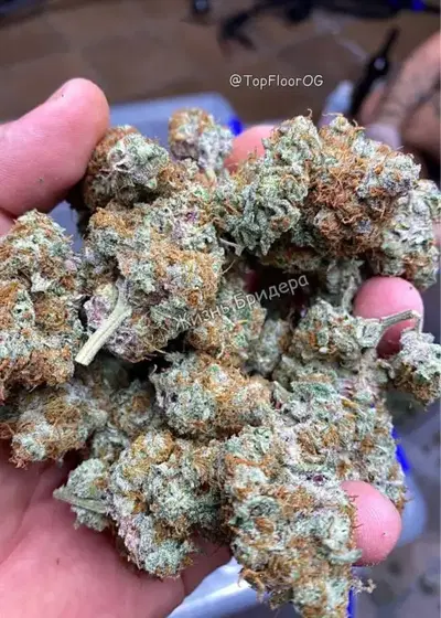 Senor Pina by UKHTA Genetics, Photoperiod cannabis strain