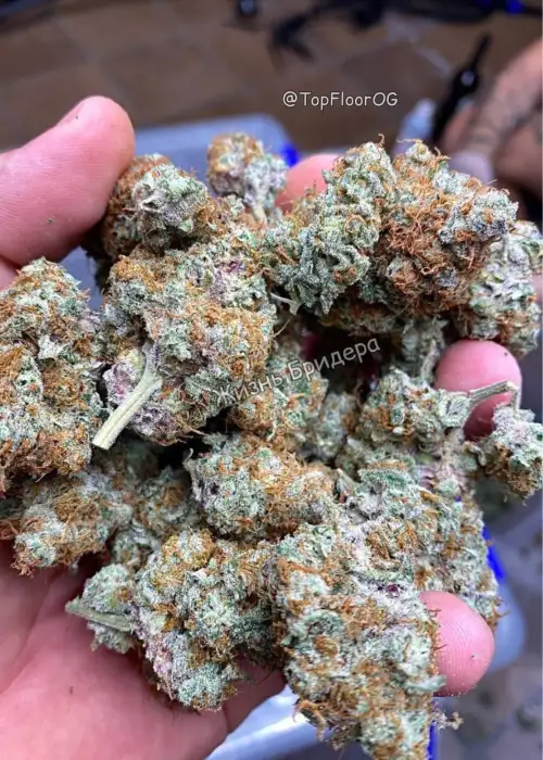 Senor Pina by UKHTA Genetics, Photoperiod cannabis strain