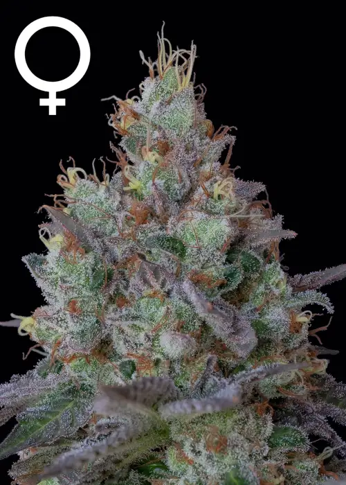 Seriosa by Serious Seeds, Photoperiod cannabis strain