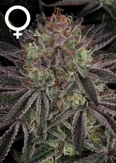 Seriotica by Serious Seeds, Photoperiod cannabis strain