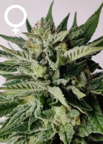 Serious 7 by Serious Seeds, Photoperiod cannabis strain