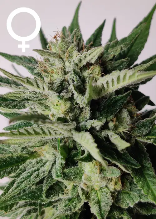 Serious 7 by Serious Seeds, Photoperiod cannabis strain