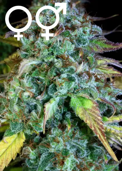 Serious Happiness by Serious Seeds, Photoperiod cannabis strain