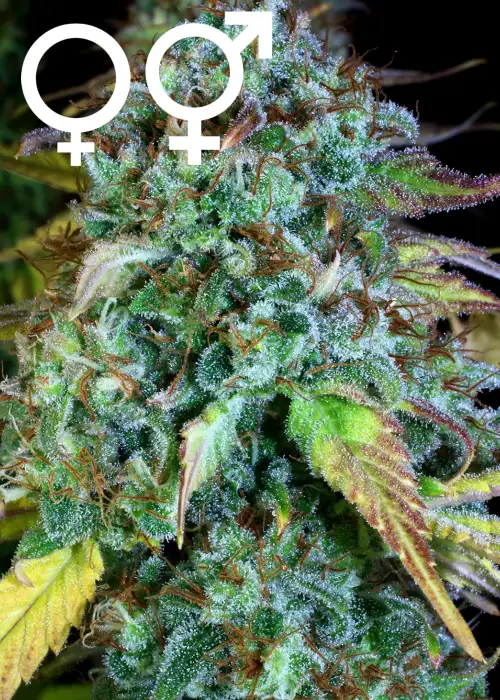 Serious Happiness by Serious Seeds, Photoperiod cannabis strain