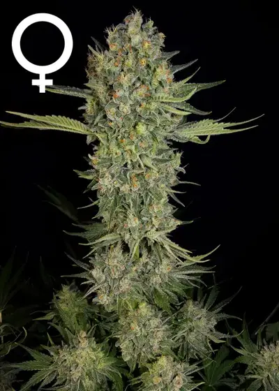 Serious Kush by Serious Seeds, Photoperiod cannabis strain