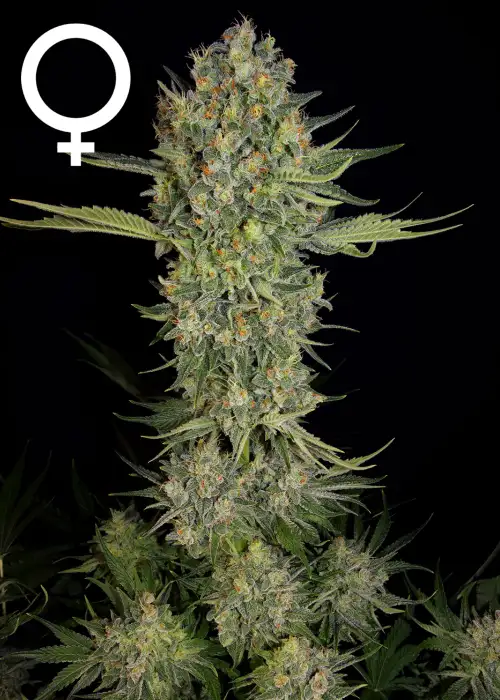 Serious Kush by Serious Seeds, Photoperiod cannabis strain