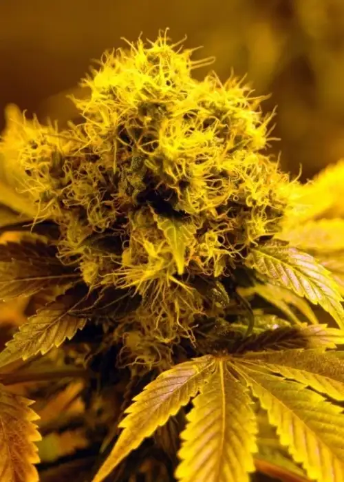 Session by Reggae Seeds, Photoperiod cannabis strain