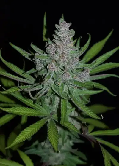 Seven Of Nine by DJ Short, Photoperiod cannabis strain