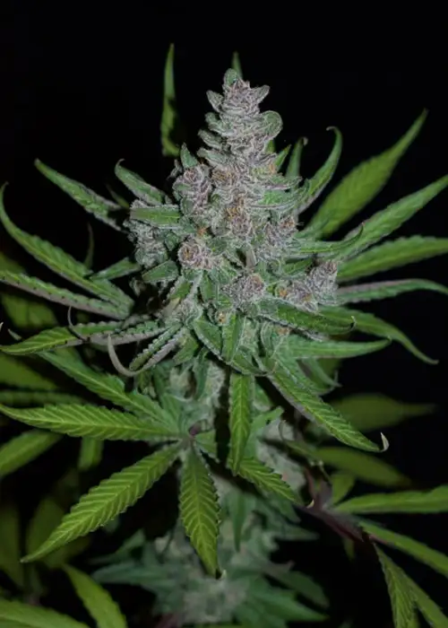 Seven Of Nine by DJ Short, Photoperiod cannabis strain