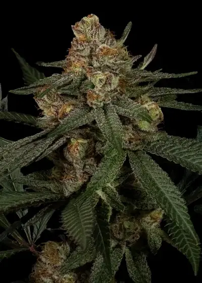 Sex Melon by Dirty Bird Genetics, Photoperiod cannabis strain