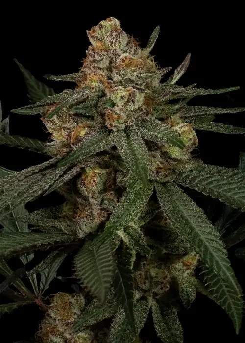Sex Melon by Dirty Bird Genetics, Photoperiod cannabis strain