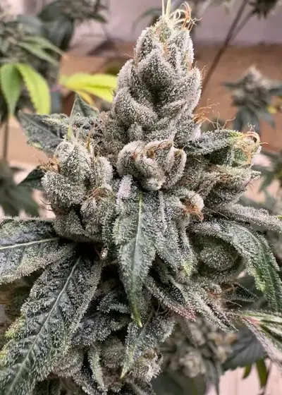 SFV OG Kush x Northern Lights #5 by Authentic Genetics, Photoperiod cannabis strain