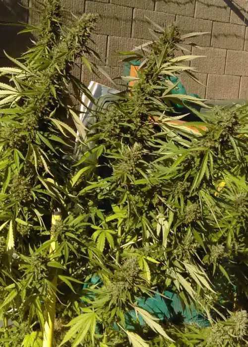 SFV OG by Ocean Grown Seeds, Photoperiod cannabis strain
