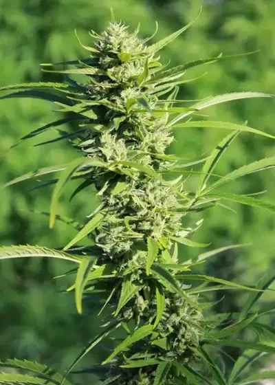 Shadowdancer by Gage Green, Photoperiod cannabis strain