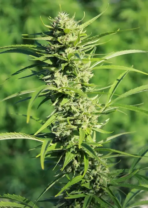 Shadowdancer by Gage Green, Photoperiod cannabis strain