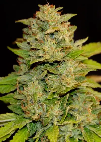 Shaman AND by Shaman Genetics, Photoperiod cannabis strain