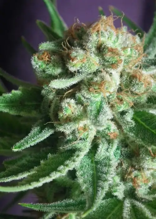 Shangrila by TGA Genetics Subcool Seeds, Photoperiod cannabis strain