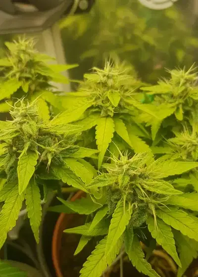 Shark Infested Custard by Dr. Krippling, Photoperiod cannabis strain