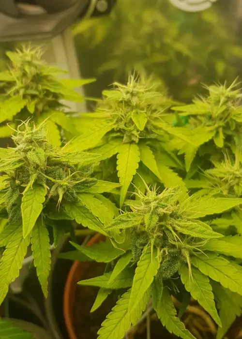 Shark Infested Custard by Dr. Krippling, Photoperiod cannabis strain