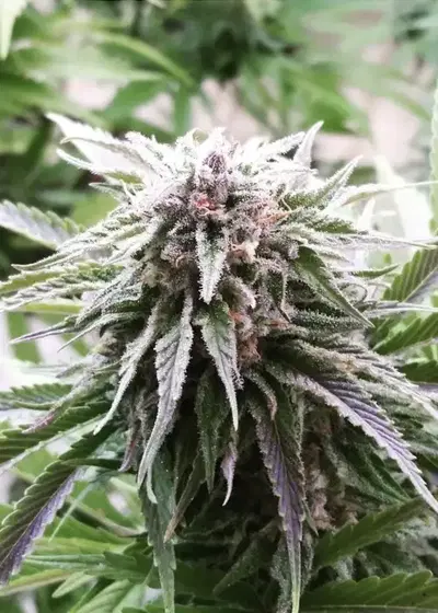 Shark Shock by Mr.Nice, Photoperiod cannabis strain