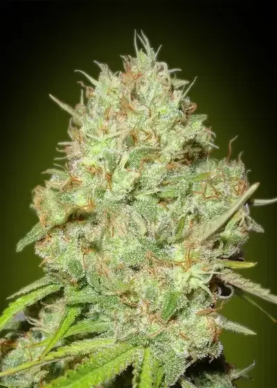 Shark Widow by Advanced Seeds, Photoperiod cannabis strain
