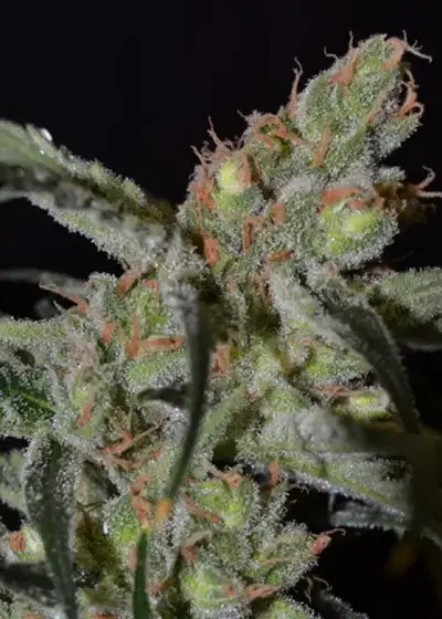 Shark by CBD Seeds, Photoperiod cannabis strain