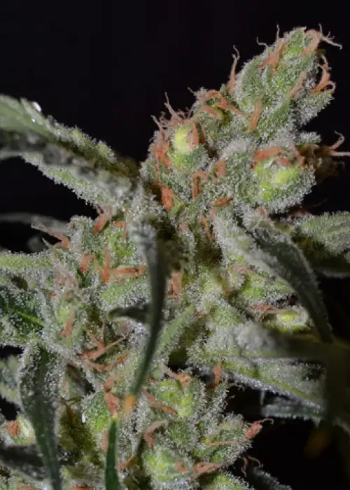 Shark by CBD Seeds, Photoperiod cannabis strain