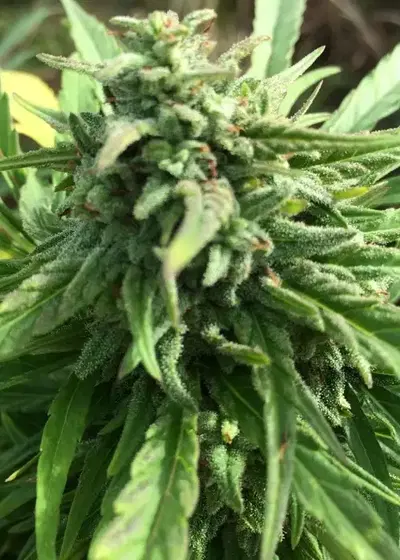 SharkBite by Short Stuff, Autoflower cannabis strain