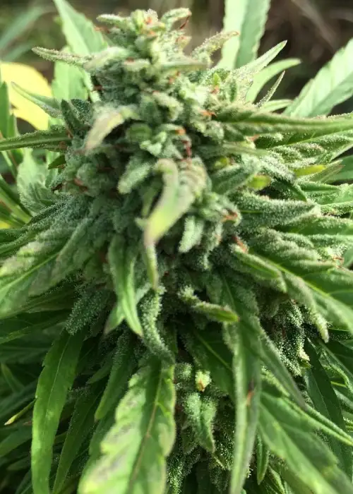 SharkBite by Short Stuff, Autoflower cannabis strain