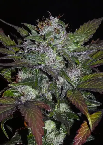 Sheberghan Hash Plant by Khalifa Genetics, Photoperiod cannabis strain