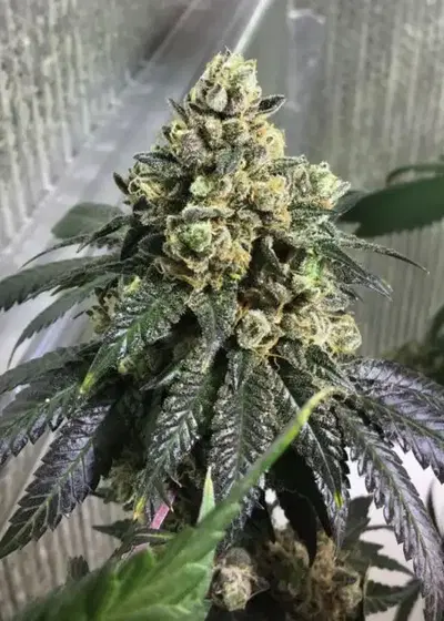 Sherb Biker by Karma Genetics, Photoperiod cannabis strain
