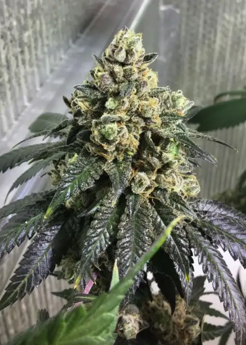 Sherb Biker by Karma Genetics, Photoperiod cannabis strain